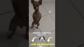 Adestre seu cãozinho - videos engraçados - Tente não rir #shorts