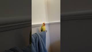 bird makes me yawn