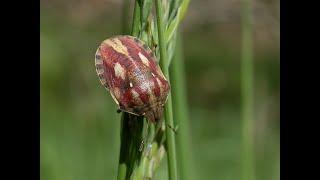 2024 - A bumper Shieldbug year