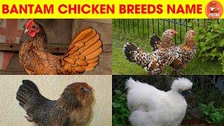 Bantam Chicken Breeds Name : Small, Cute, and Fun for Preschoolers! #kidslearning #animals #chicken