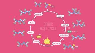 CITRIC ACID CYCLE SONG | Science Music Video