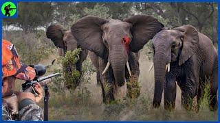 How Do Canadian Hunters And Farmers Deal With Thousands Of Elephants? | Farming Documentary