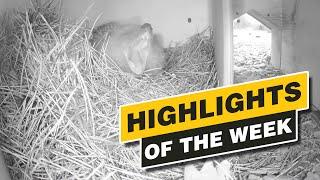 Highlights Of The Week - June 2024 - Week 26 