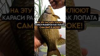 На эту насадку клюют караси с размером с лопату #рыбалка #carpfishing #fishing
