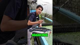 JARI NYARIS DIGIGIT! MANCING TOMAN MONSTER MALAH DI SAMBAR LELE