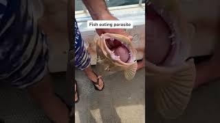 PARASITE inside fishes nostril. Nature is crazy! #fishing #trout #shorts #interesting