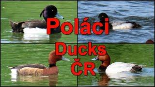 1578. Poláci ČR, potápivé kachny, Ducks ČR