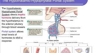 Physiology Chapter 7