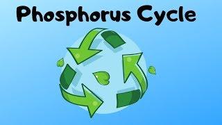 Phosphorus Cycle Steps