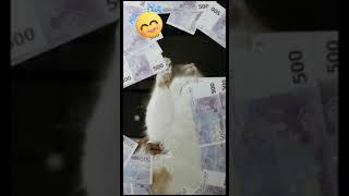 Enaknya Jadi KUCING MILYUNER, Siapa Yang Mau UANG ???