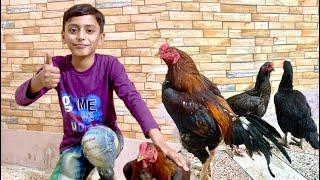 Sindh Say Aseel Murga or Murgiyan Aa Gain  - Hamare Birds Vlogs - Daily Vlogs