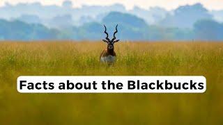 Facts about the Blackbucks | Nature in a minute | The Natural Angle