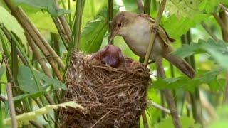 Big Brother Eviction Cuckoo Style | Natural World | BBC Earth
