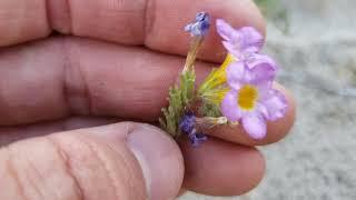 (#102) Cultural Cesspools of Northern Nevada & a Wonderful Cactus Species