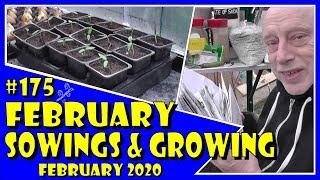 MuddyBootz Allotment #175 - February Sowings - Pricking out Capsicums