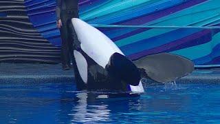 Inside look at Orca Training - January 17, 2021 - SeaWorld Orlando