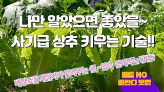 사기급 상추 키우는 기술!! 배양토흙 개발자가 명쾌하게 알려준다!!