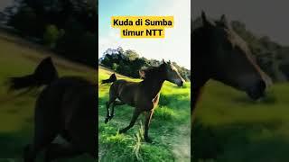 Kuda Di Sumba Timur NTT#shorts