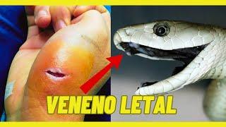 THE 3 MOST VENOMOUS SNAKES IN THE WORLD 