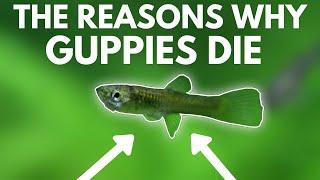 4 Reasons Why Guppies Die