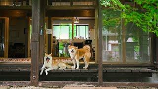 Staying at an Akita Dogs Hotel in Japan | Kakunodate Samurai Residences Enishi
