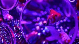 Thousands of goldfish in exhibition at Japan's Art Aquarium | AFP