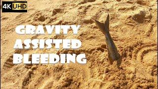 How to brain spike fish and gravity assisted bleeding | Ikejime method 4K