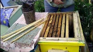 Улей Озерова Осмотр на наличия маток,после постановки общего корпуса