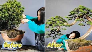 How to bend a bonsai - great bonsai bending skills #196