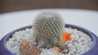 Rebutia muscula