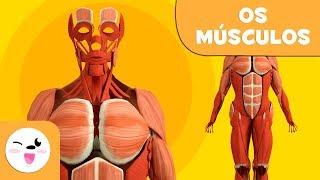 Músculos para crianças | Sistema Muscular | Corpo Humano para crianças