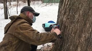 Levi taps his first tree of the season