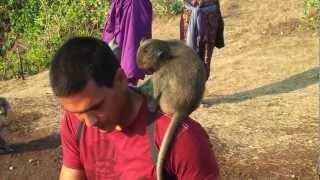 00025 (Uluwatu Temple Monkeys)
