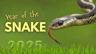 SNAKES  Year of the SNAKE 2025  Animal facts