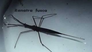 Ranatra fusca - Brown Water Scorpion