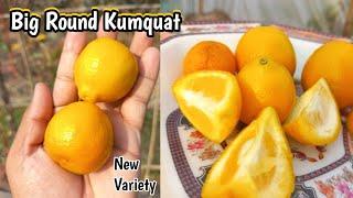 Growing Kumquat in Pots, Complete Guide | Kumquat Varieties Comparison | Rare Garden