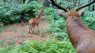 Wild Animals React to Mirror