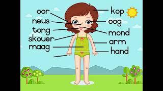 body parts in afrikaans or Dutch