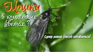 Мошки в комнатных цветах ? Супер легкий способ  избавиться.