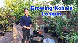 5 Secrets to grow Longan - Kohala (Trồng nhãn trong chậu)  GreenMangoes #viral #video