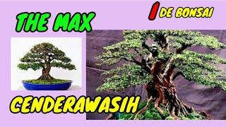 THE MAX CENDERAWASIH || IDE BONSAI