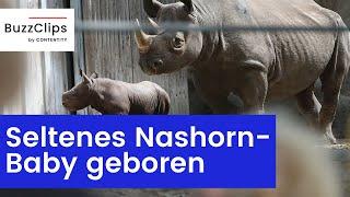 Seltenes Nashorn-Baby geboren