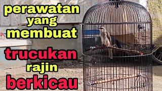 rawatan ampuh yang membuat trucukan segera berkicau.