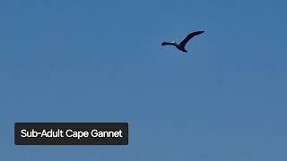 Whale Watching Hermanus - Lets Go Birding Tours & Excursions SA