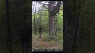 We caught a MOOSE and ELK on our trail camera | FoxFire Off-grid Adventures