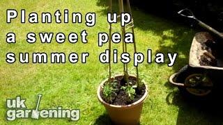 Planting up a sweet pea container