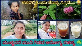 Touch me not Plants Secret Health Benefits  | MiniNest Kannada