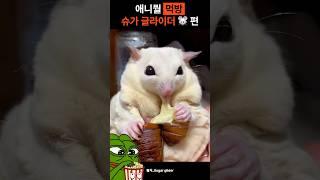 귀여운 동물 먹방 모음 #슈가글라이더