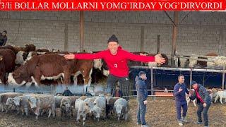 3/LI BOLLAR MOLLARNI YOMG’RIDAY YOG’DIRVORDI BUQALARNI TEKINDAY QIVORDI SHOSHLING