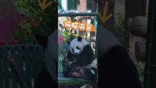 手滑掉笋我在萌兰脸上看到了一丝……尴尬哈哈哈哈哈 #panda #pandachina #cutepandas #menglan #pandamenglan #cuteanimals